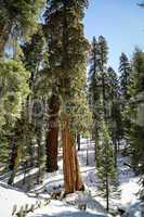 Sequoia Bäume im Sequoia National Park, USA