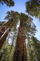 Sequoia Bäume im Sequoia National Park, USA
