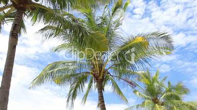 Palm Trees on the blue sky.