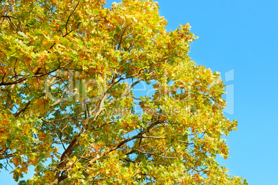 tree branches with yellow leaves