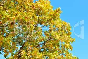 tree branches with yellow leaves