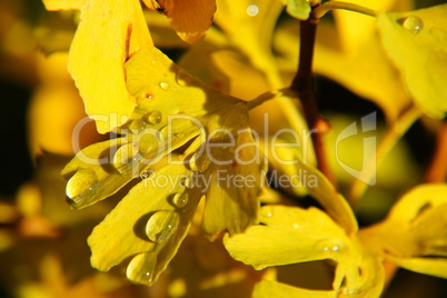 gelbe Gingkoblätter mit Wassertropfen