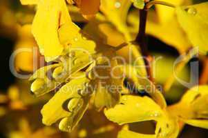 gelbe Gingkoblätter mit Wassertropfen