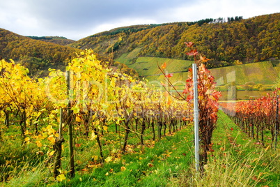 herbstlicher Weinberg bei Burg an der Mosel