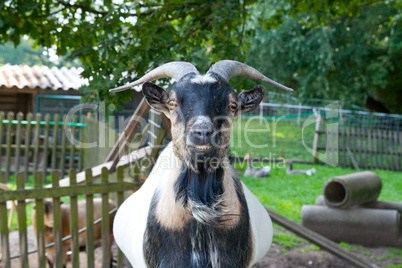 Ziegenbock frontal