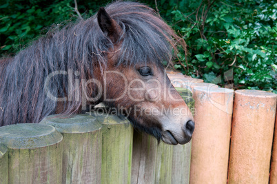 ponies and wooden fence