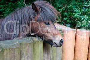 ponies and wooden fence