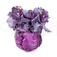 cabbage-head isolated on white background
