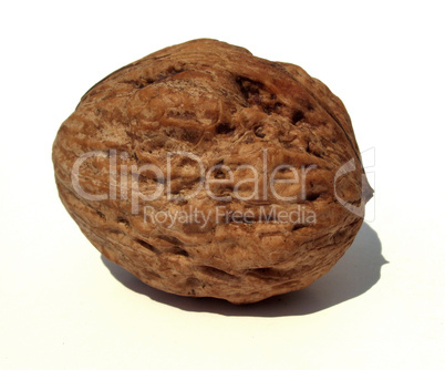 Walnut