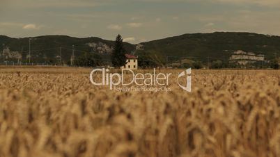 cornfield in the italian countryside