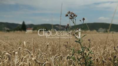 cornfield in the italian countryside