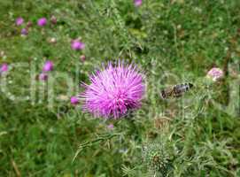 Bee and thistle