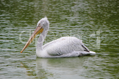 Great white pelican, pelecanus onocrotalus