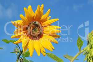 Beautiful sunflower