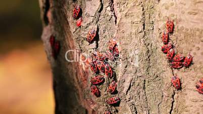 Firebugs on a Tree Trunk