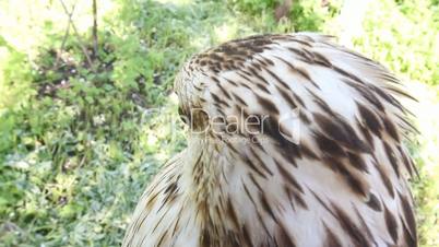 Honey buzzard on a white background close up