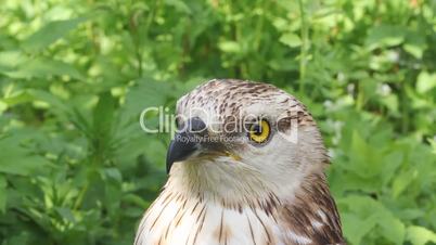 bird of prey is isolated on a white background. Honey buzzard