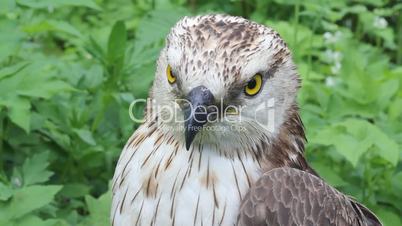 Honey buzzard on a white background close up
