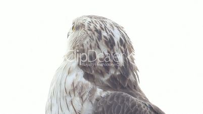 bird of prey is isolated on a white background. Honey buzzard