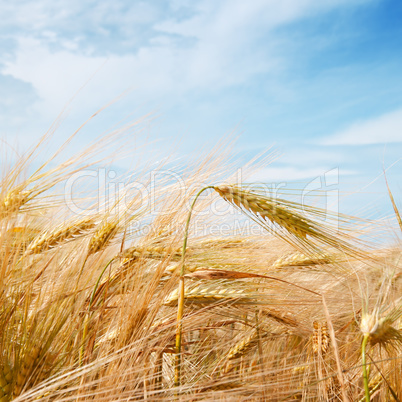 Wheat field and blue sky with clouds