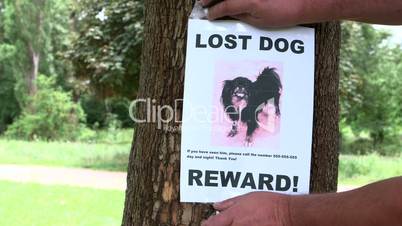 Pet owner put up poster Lost Dog offering a reward