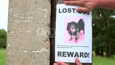 Lost pet sign offering a reward