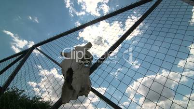 Dolly: Cow skull on private iron wire gate