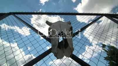 Dolly: Cow skull and padlock on private iron wire gate