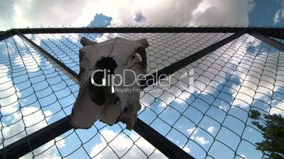 Dolly: Chain link wire privacy fencing with cow skull