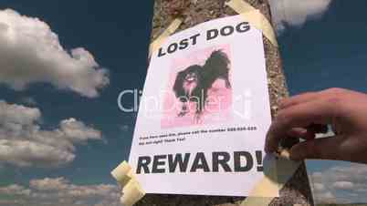 Lost pet sign posting with dog image