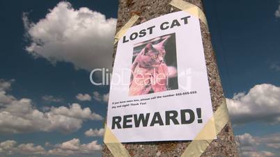 Missing pet poster with text Lost Cat on pole