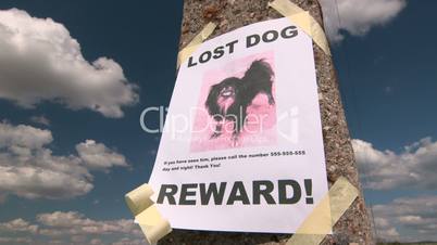 Lost pet sign with dog image on pole
