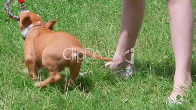 Child playing with american staffordshire terrier puppy dog on grass