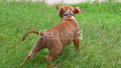 Cute american staffordshire terrier puppy dog on a grass