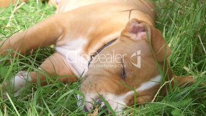 American staffordshire terrier puppy dog sleeping on the grass