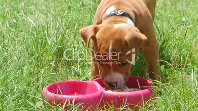American staffordshire terrier puppy dog eating his food