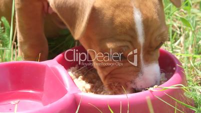 Cute and hungry puppy dog eating his food