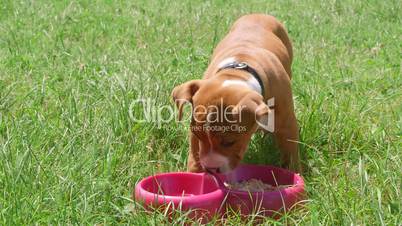 Puppy dog eating his food from dish on the grass