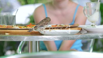 Bird eating pizza from plate in fast food restaurant