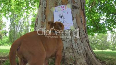 Puppy looking at missing pet poster on tree trunk