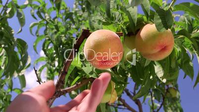 Male gardener picking peach from a tree in the orchard