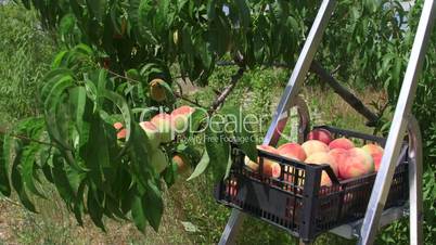 Fresh peaches crop during harvest in the orchard