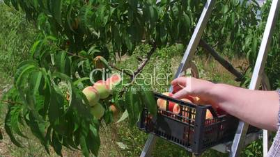 Female hand picking peaches from a tree in the orchard