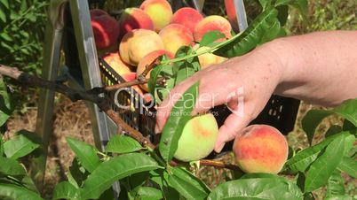 Female gardener reaping crop of peaches in the orchard