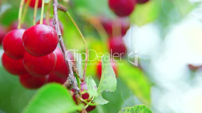 Ripe cherries on the tree branch close-up