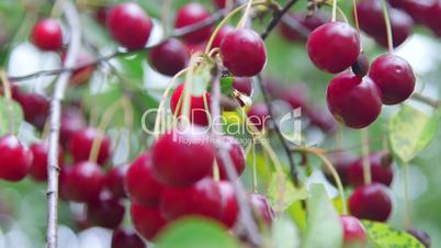 Fresh cherries on tree branch in the orchard