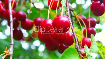 Ripe cherries branch