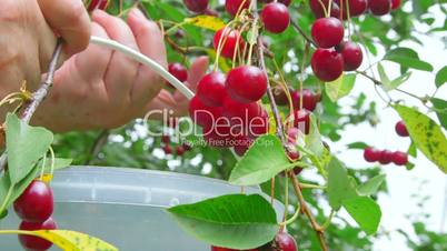Female hands picking cherries from a tree in the orchard