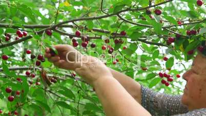 Senior woman picking cherry from a tree in the orchard