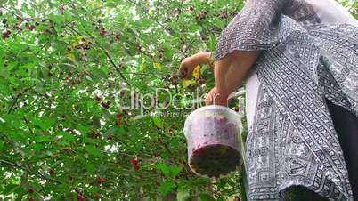 Senior woman picking cherry from a tree in orchard